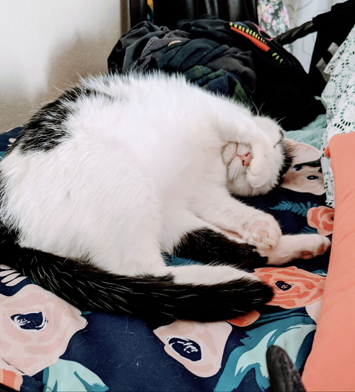 Hey Pandas, Capture A Picture Of Your Pet Sleeping (Closed) Hey Pandas, Capture A Picture Of Your Pet Sleeping (Closed)