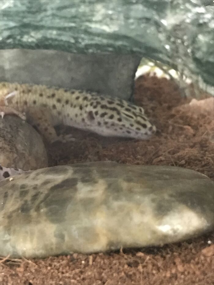 Hey Pandas, Capture A Picture Of Your Pet Sleeping (Closed) Hey Pandas, Capture A Picture Of Your Pet Sleeping (Closed)