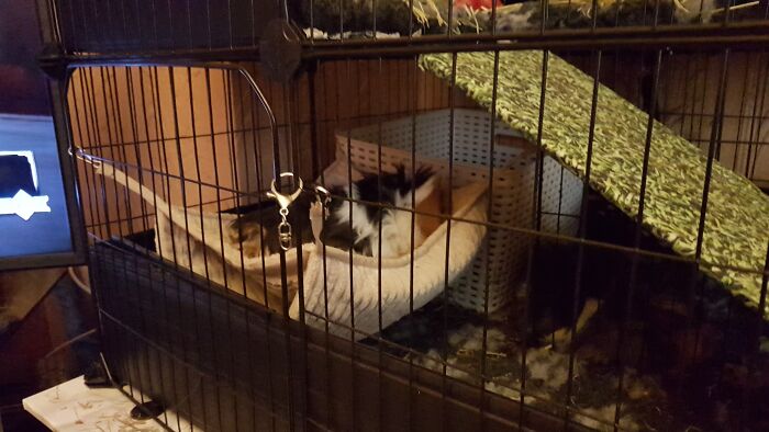 Hey Pandas, Capture A Picture Of Your Pet Sleeping (Closed) Hey Pandas, Capture A Picture Of Your Pet Sleeping (Closed)