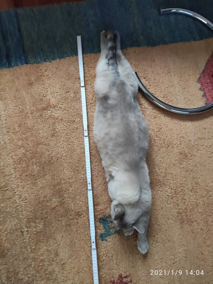 Hey Pandas, Capture A Picture Of Your Pet Sleeping (Closed) Hey Pandas, Capture A Picture Of Your Pet Sleeping (Closed)