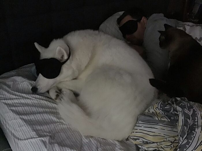 Hey Pandas, Capture A Picture Of Your Pet Sleeping (Closed) Hey Pandas, Capture A Picture Of Your Pet Sleeping (Closed)