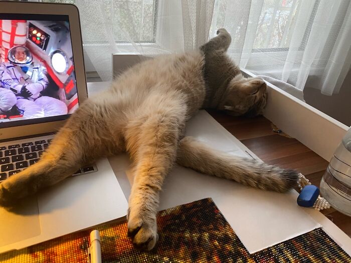 Hey Pandas, Capture A Picture Of Your Pet Sleeping (Closed) Hey Pandas, Capture A Picture Of Your Pet Sleeping (Closed)