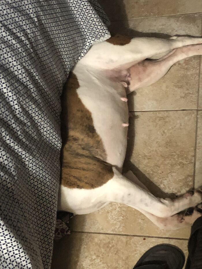 Hey Pandas, Capture A Picture Of Your Pet Sleeping (Closed) Hey Pandas, Capture A Picture Of Your Pet Sleeping (Closed)