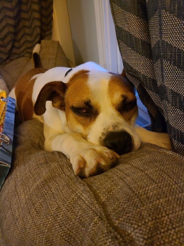 Hey Pandas, Capture A Picture Of Your Pet Sleeping (Closed) Hey Pandas, Capture A Picture Of Your Pet Sleeping (Closed)