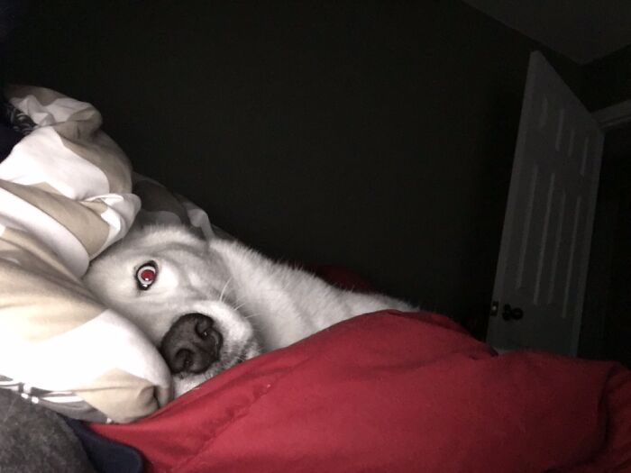 Hey Pandas, Capture A Picture Of Your Pet Sleeping (Closed) Hey Pandas, Capture A Picture Of Your Pet Sleeping (Closed)