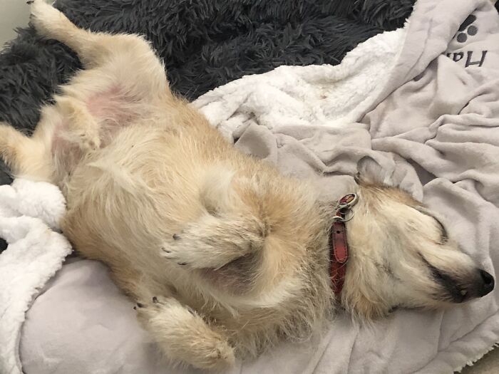 Hey Pandas, Capture A Picture Of Your Pet Sleeping (Closed) Hey Pandas, Capture A Picture Of Your Pet Sleeping (Closed)