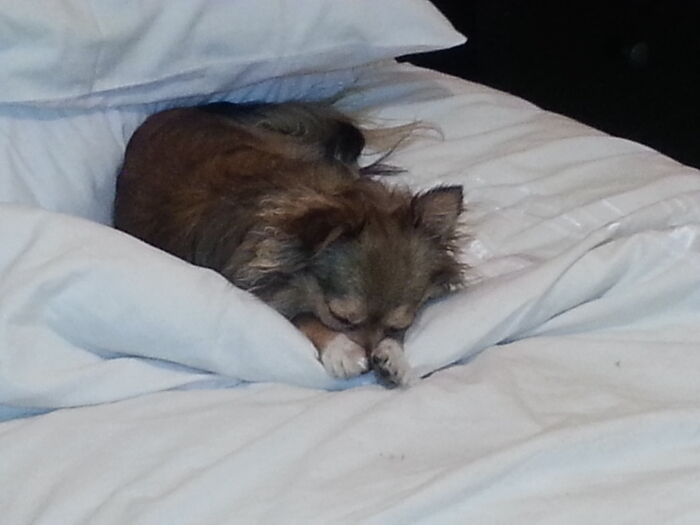 Hey Pandas, Capture A Picture Of Your Pet Sleeping (Closed) Hey Pandas, Capture A Picture Of Your Pet Sleeping (Closed)