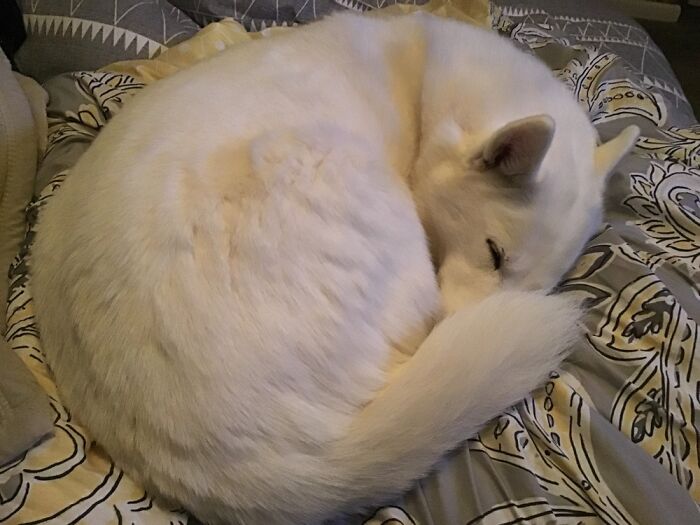 Hey Pandas, Capture A Picture Of Your Pet Sleeping (Closed) Hey Pandas, Capture A Picture Of Your Pet Sleeping (Closed)