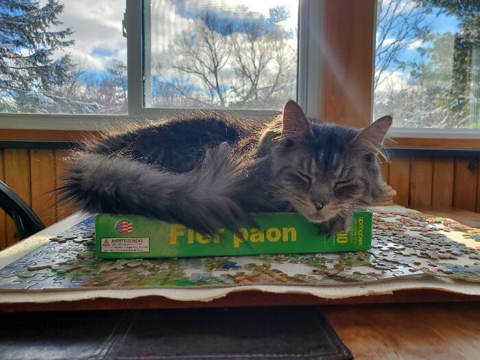 Hey Pandas, Capture A Picture Of Your Pet Sleeping (Closed) Hey Pandas, Capture A Picture Of Your Pet Sleeping (Closed)