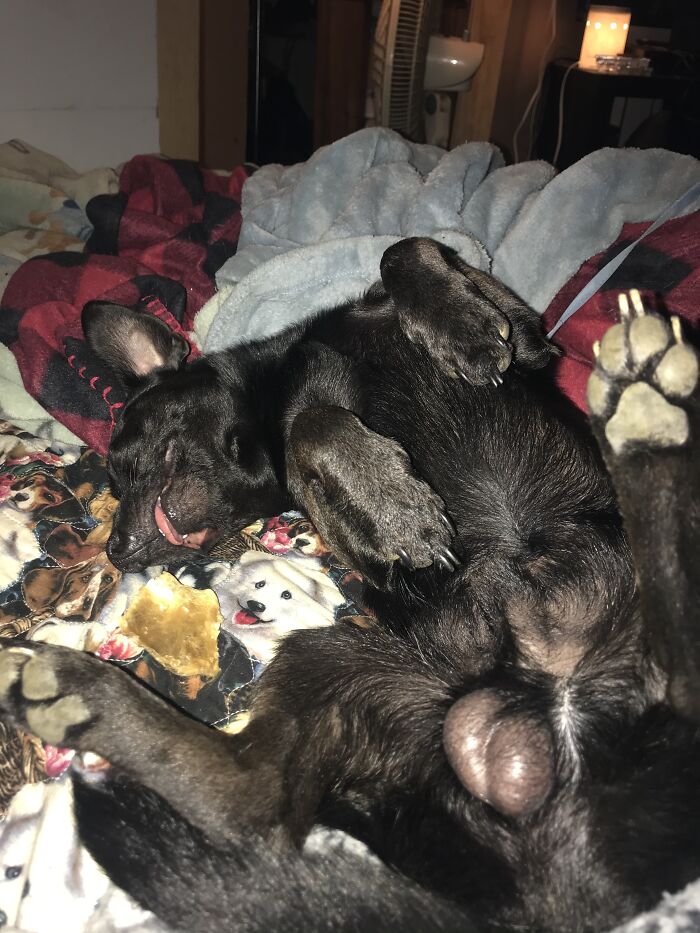 Hey Pandas, Capture A Picture Of Your Pet Sleeping (Closed) Hey Pandas, Capture A Picture Of Your Pet Sleeping (Closed)