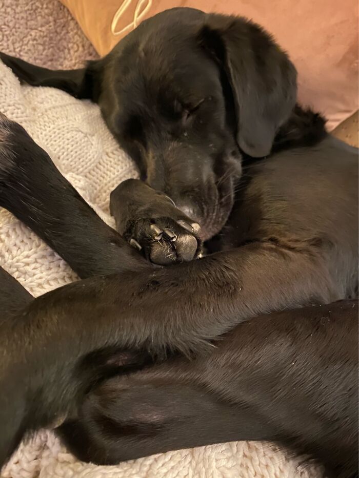 Hey Pandas, Capture A Picture Of Your Pet Sleeping (Closed) Hey Pandas, Capture A Picture Of Your Pet Sleeping (Closed)