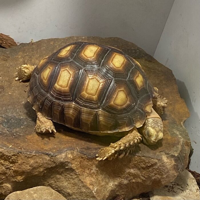 Hey Pandas, Capture A Picture Of Your Pet Sleeping (Closed) Hey Pandas, Capture A Picture Of Your Pet Sleeping (Closed)