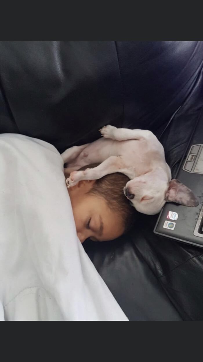 Hey Pandas, Capture A Picture Of Your Pet Sleeping (Closed) Hey Pandas, Capture A Picture Of Your Pet Sleeping (Closed)