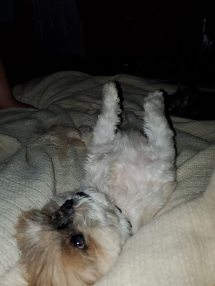 Hey Pandas, Capture A Picture Of Your Pet Sleeping (Closed) Hey Pandas, Capture A Picture Of Your Pet Sleeping (Closed)