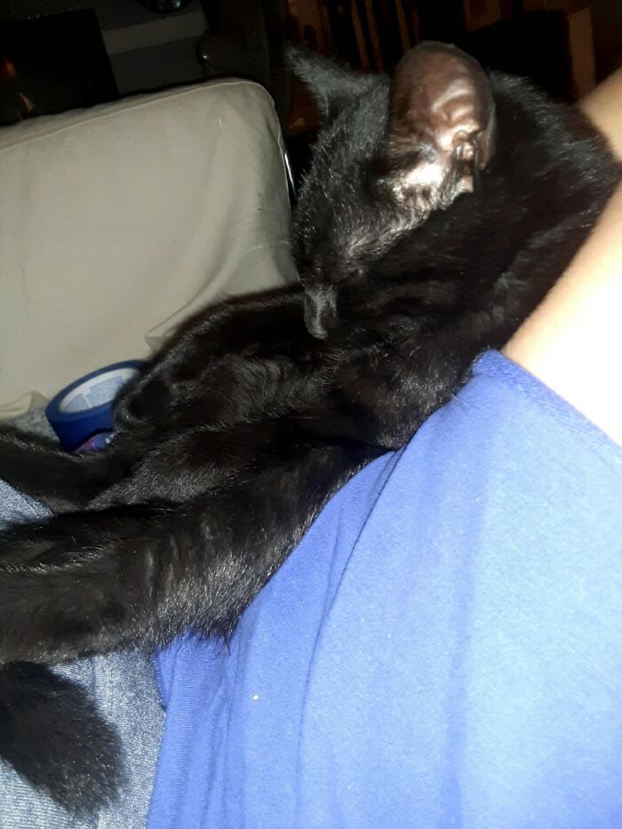 Hey Pandas, Capture A Picture Of Your Pet Sleeping (Closed) Hey Pandas, Capture A Picture Of Your Pet Sleeping (Closed)