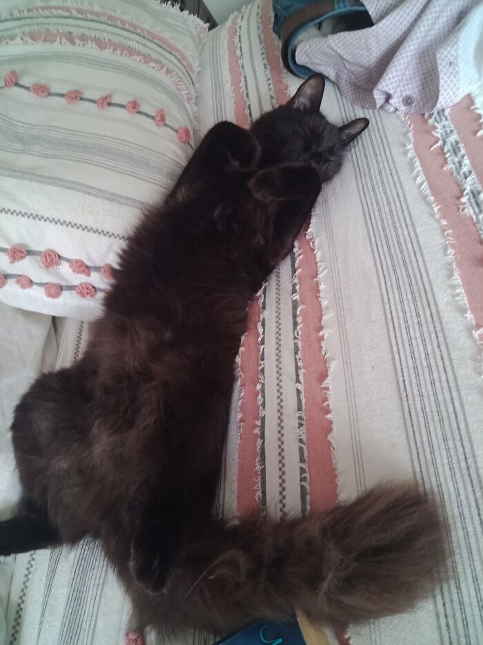 Hey Pandas, Capture A Picture Of Your Pet Sleeping (Closed) Hey Pandas, Capture A Picture Of Your Pet Sleeping (Closed)