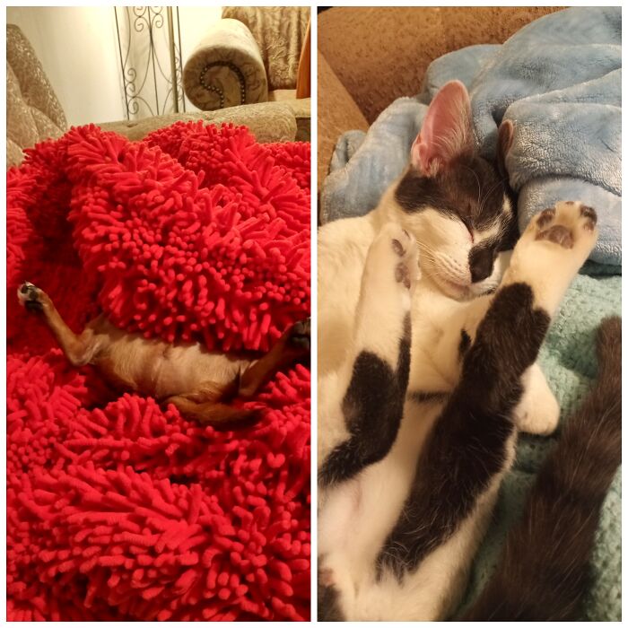 Hey Pandas, Capture A Picture Of Your Pet Sleeping (Closed) Hey Pandas, Capture A Picture Of Your Pet Sleeping (Closed)