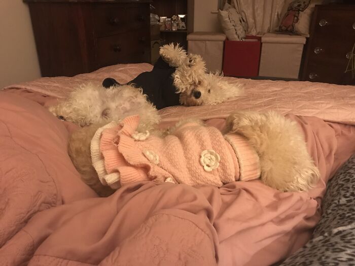 Hey Pandas, Capture A Picture Of Your Pet Sleeping (Closed) Hey Pandas, Capture A Picture Of Your Pet Sleeping (Closed)