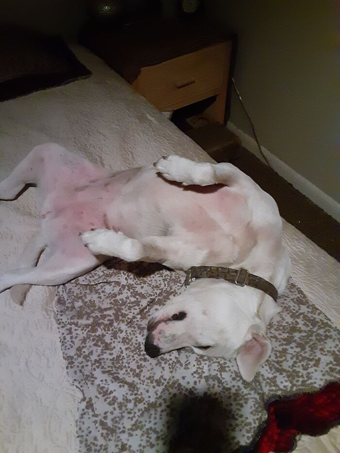 Hey Pandas, Capture A Picture Of Your Pet Sleeping (Closed) Hey Pandas, Capture A Picture Of Your Pet Sleeping (Closed)