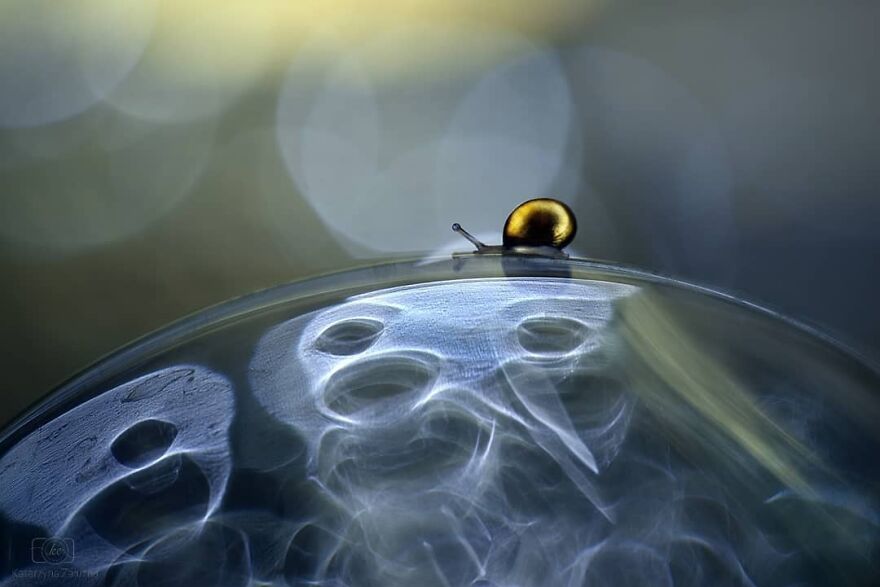 I Used The Bokeh Method To Capture Snails (35 Pics) I Used The Bokeh Method To Capture Snails (35 Pics)
