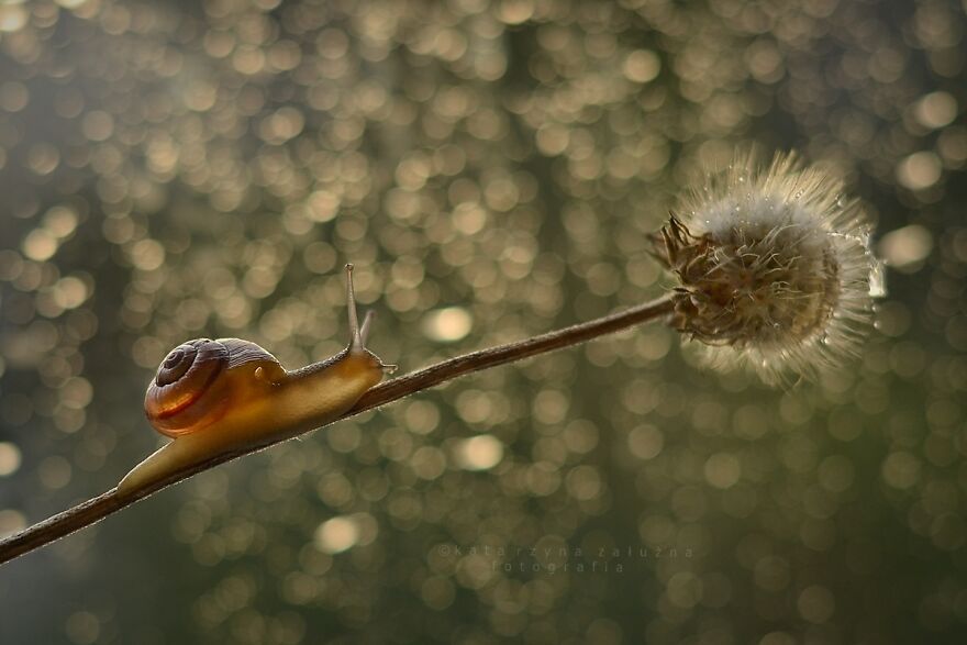 I Used The Bokeh Method To Capture Snails (35 Pics) I Used The Bokeh Method To Capture Snails (35 Pics)