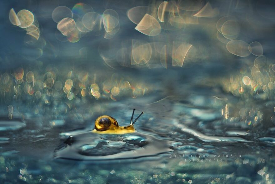 I Used The Bokeh Method To Capture Snails (35 Pics) I Used The Bokeh Method To Capture Snails (35 Pics)
