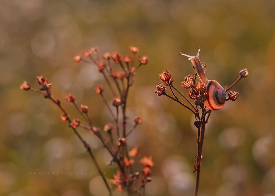 I Used The Bokeh Method To Capture Snails (35 Pics) I Used The Bokeh Method To Capture Snails (35 Pics)
