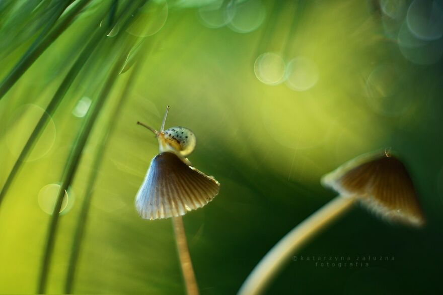 I Used The Bokeh Method To Capture Snails (35 Pics) I Used The Bokeh Method To Capture Snails (35 Pics)