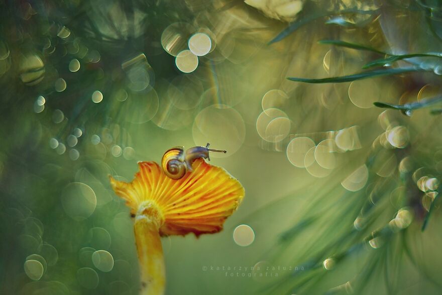 I Used The Bokeh Method To Capture Snails (35 Pics) I Used The Bokeh Method To Capture Snails (35 Pics)