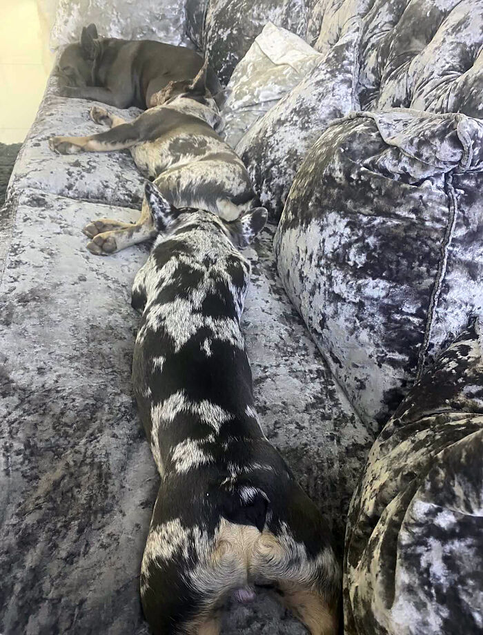 Woman Gets 2 New Dogs, Finds Out They Perfectly Match Her Couch Woman Gets 2 New Dogs, Finds Out They Perfectly Match Her Couch