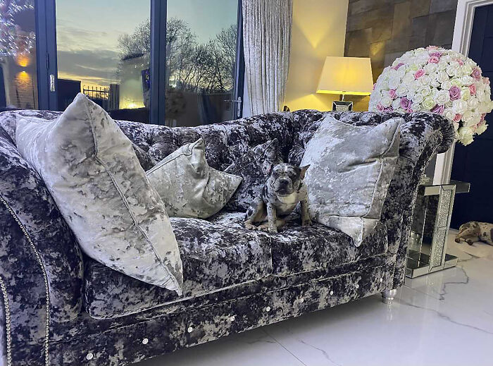 Woman Gets 2 New Dogs, Finds Out They Perfectly Match Her Couch Woman Gets 2 New Dogs, Finds Out They Perfectly Match Her Couch