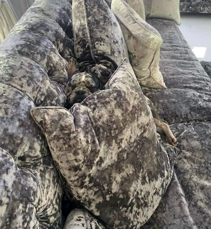 Woman Gets 2 New Dogs, Finds Out They Perfectly Match Her Couch Woman Gets 2 New Dogs, Finds Out They Perfectly Match Her Couch