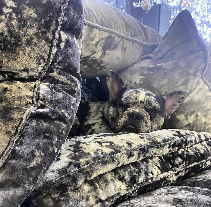 Woman Gets 2 New Dogs, Finds Out They Perfectly Match Her Couch Woman Gets 2 New Dogs, Finds Out They Perfectly Match Her Couch