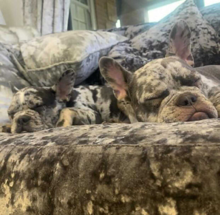 Woman Gets 2 New Dogs, Finds Out They Perfectly Match Her Couch Woman Gets 2 New Dogs, Finds Out They Perfectly Match Her Couch