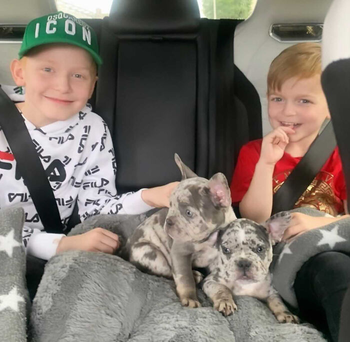 Woman Gets 2 New Dogs, Finds Out They Perfectly Match Her Couch Woman Gets 2 New Dogs, Finds Out They Perfectly Match Her Couch