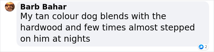 Woman Gets 2 New Dogs, Finds Out They Perfectly Match Her Couch Woman Gets 2 New Dogs, Finds Out They Perfectly Match Her Couch