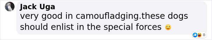 Woman Gets 2 New Dogs, Finds Out They Perfectly Match Her Couch Woman Gets 2 New Dogs, Finds Out They Perfectly Match Her Couch