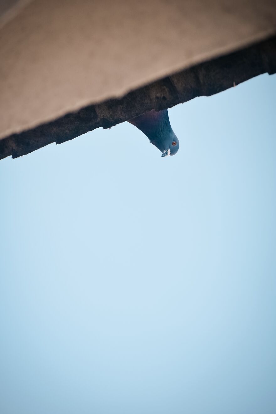 Hey Pandas, Share Your Best Picture Taken During The Lockdown (Closed) Hey Pandas, Share Your Best Picture Taken During The Lockdown (Closed)