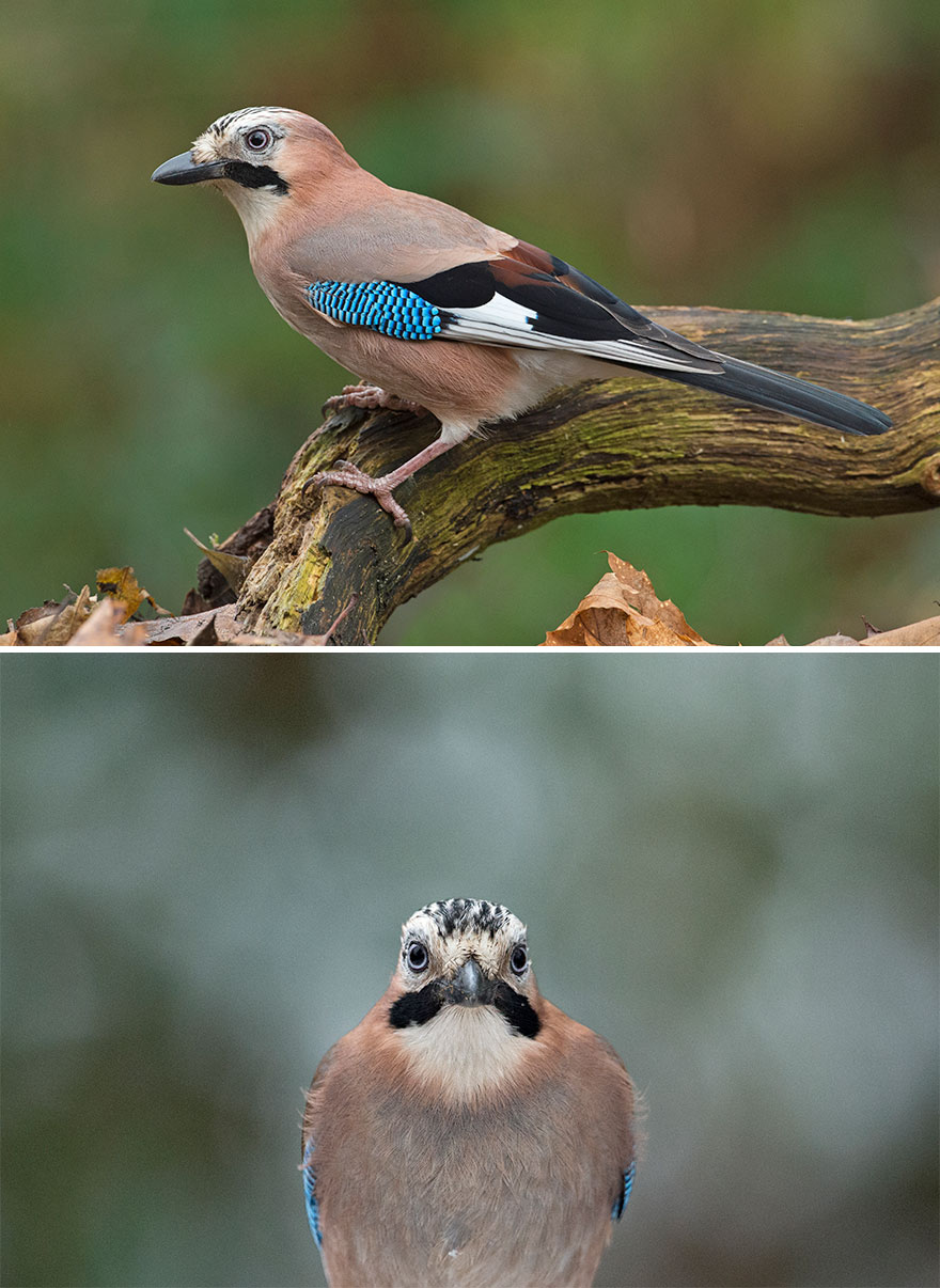 I Want To Make You Laugh With My Photographs Of Birds From The Front (36 Pics) I Want To Make You Laugh With My Photographs Of Birds From The Front (36 Pics)