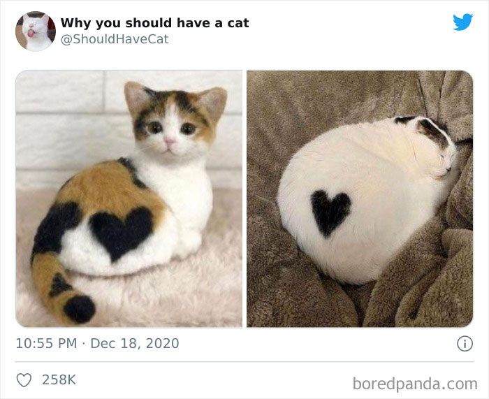 This Twitter Account Is Called &#8216;Why You Should Have A Cat&#8217; And Here&#8217;re 50 Reasons Why