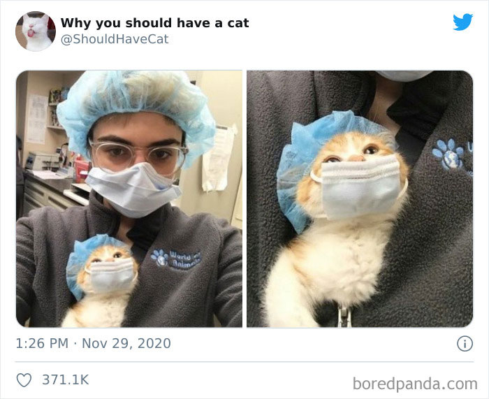 This Twitter Account Is Called &#8216;Why You Should Have A Cat&#8217; And Here&#8217;re 50 Reasons Why