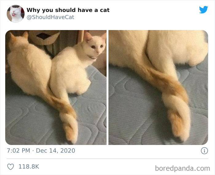 This Twitter Account Is Called &#8216;Why You Should Have A Cat&#8217; And Here&#8217;re 50 Reasons Why