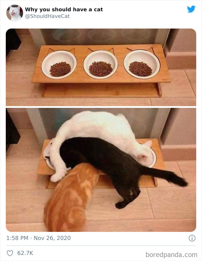 This Twitter Account Is Called &#8216;Why You Should Have A Cat&#8217; And Here&#8217;re 50 Reasons Why