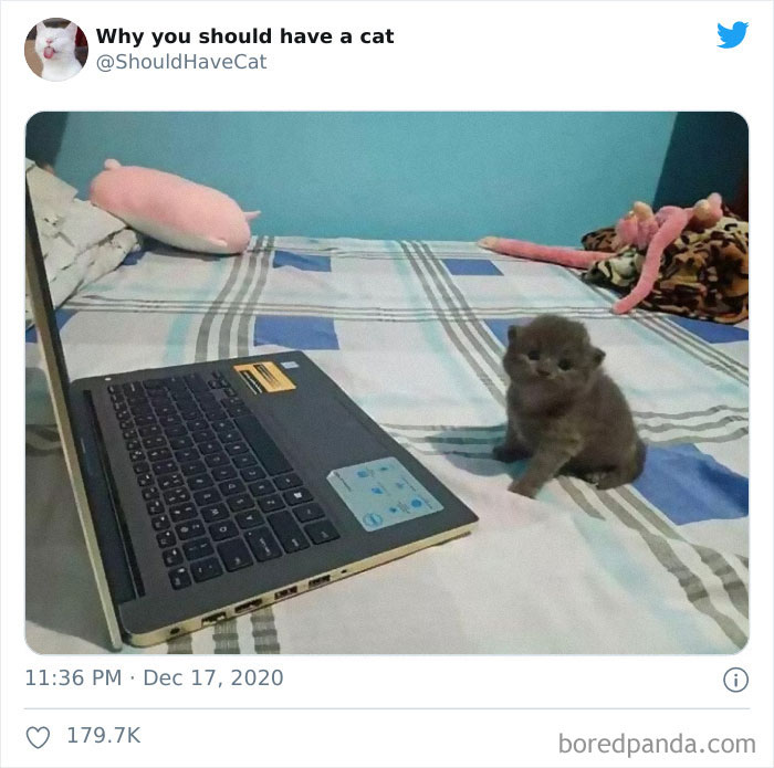This Twitter Account Is Called &#8216;Why You Should Have A Cat&#8217; And Here&#8217;re 50 Reasons Why