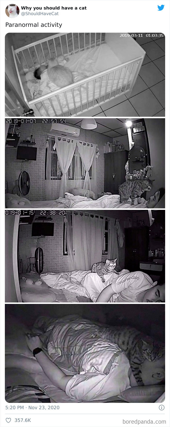 This Twitter Account Is Called &#8216;Why You Should Have A Cat&#8217; And Here&#8217;re 50 Reasons Why