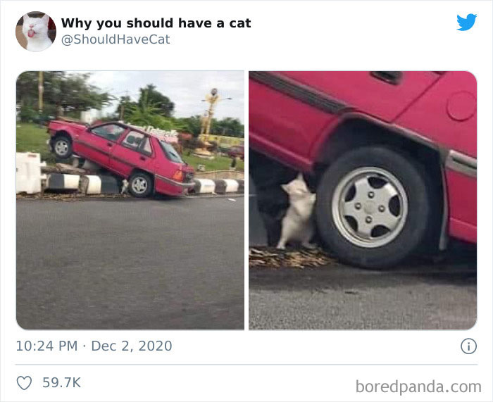 This Twitter Account Is Called &#8216;Why You Should Have A Cat&#8217; And Here&#8217;re 50 Reasons Why