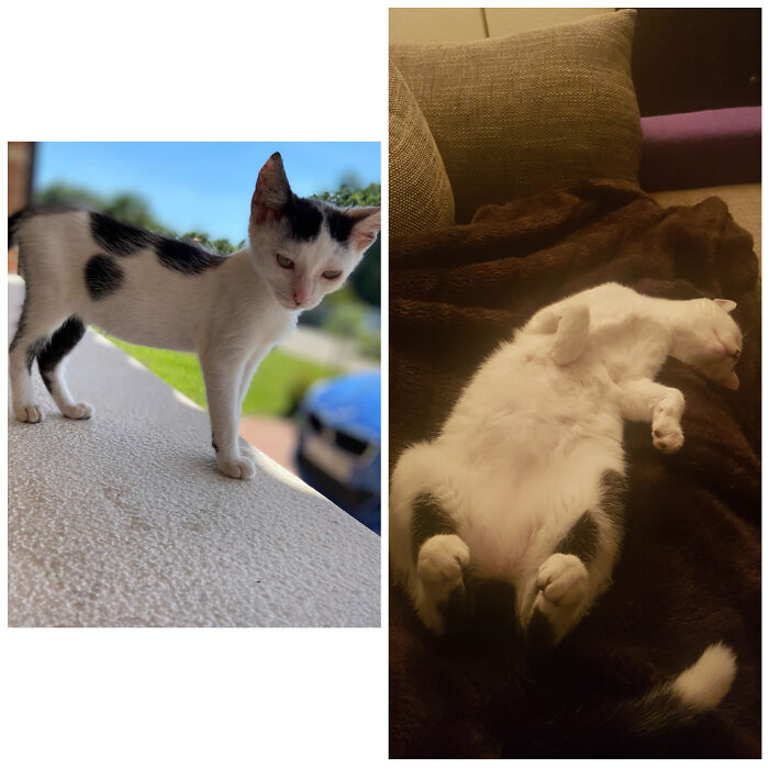 Pandas, Post A Picture Of When You Got Your Pet And Now (Closed)