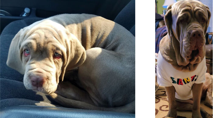 Pandas, Post A Picture Of When You Got Your Pet And Now (Closed)