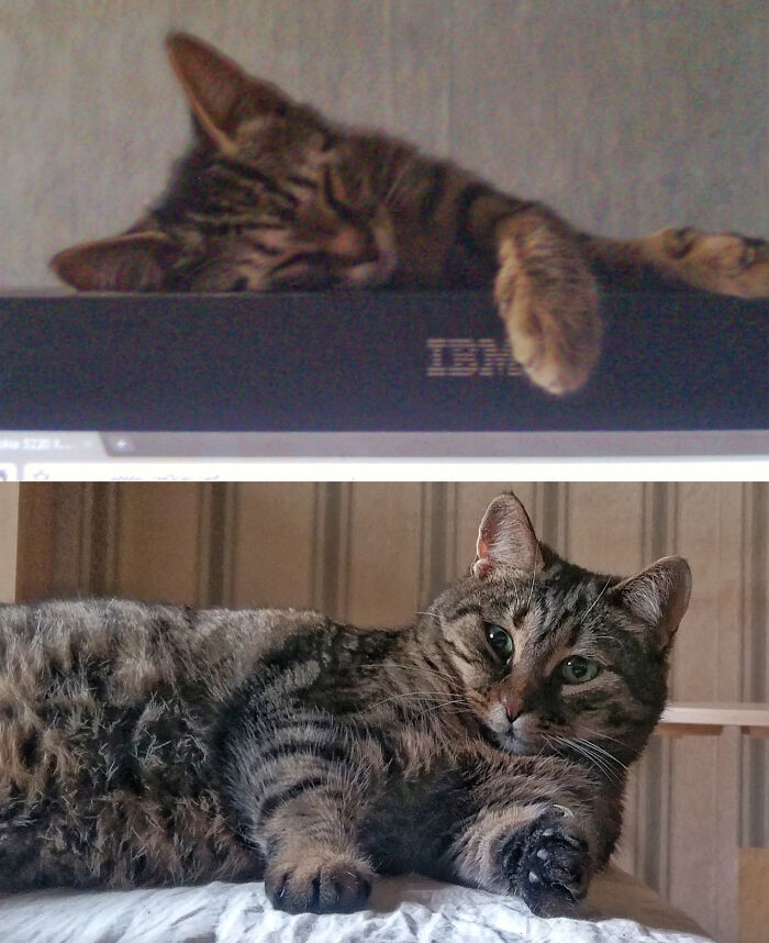 Pandas, Post A Picture Of When You Got Your Pet And Now (Closed) Pandas, Post A Picture Of When You Got Your Pet And Now (Closed)