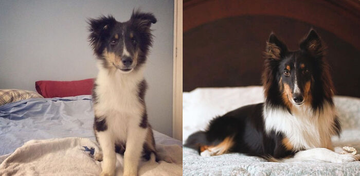 Pandas, Post A Picture Of When You Got Your Pet And Now (Closed) Pandas, Post A Picture Of When You Got Your Pet And Now (Closed)